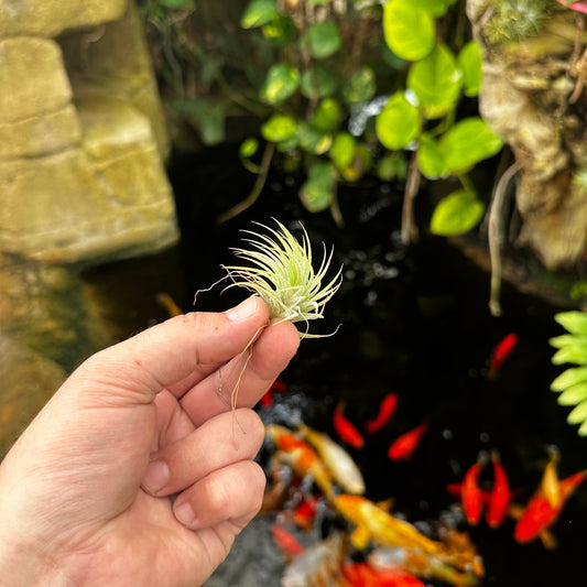 Rainforest Flora - Tillandsia ionantha 'Mexico' small - side view