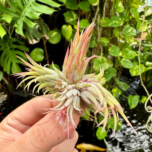 Tillandsia ionantha ‘Peanuts’ (Tillandsia ionantha v. stricta f. fastigata) - Rainforest Flora