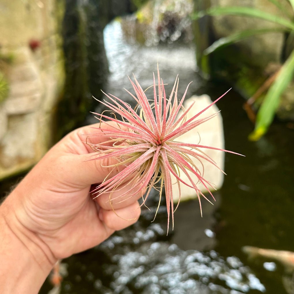 Tillandsia ionantha 'Ron' - Rainforest Flora