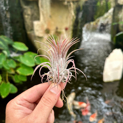 Tillandsia ionantha 'Rubra' - Rainforest Flora