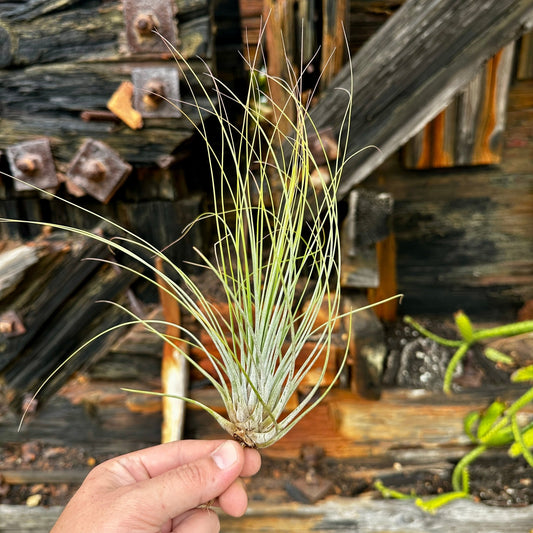 Rainforest Flora - Tillandsia juncea medium - side view