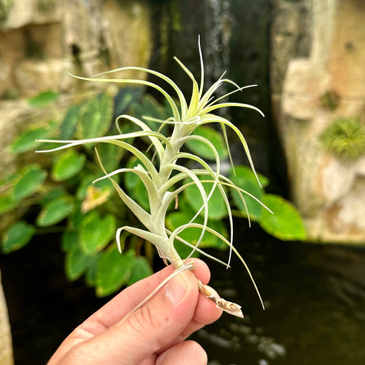 Tillandsia queroensis