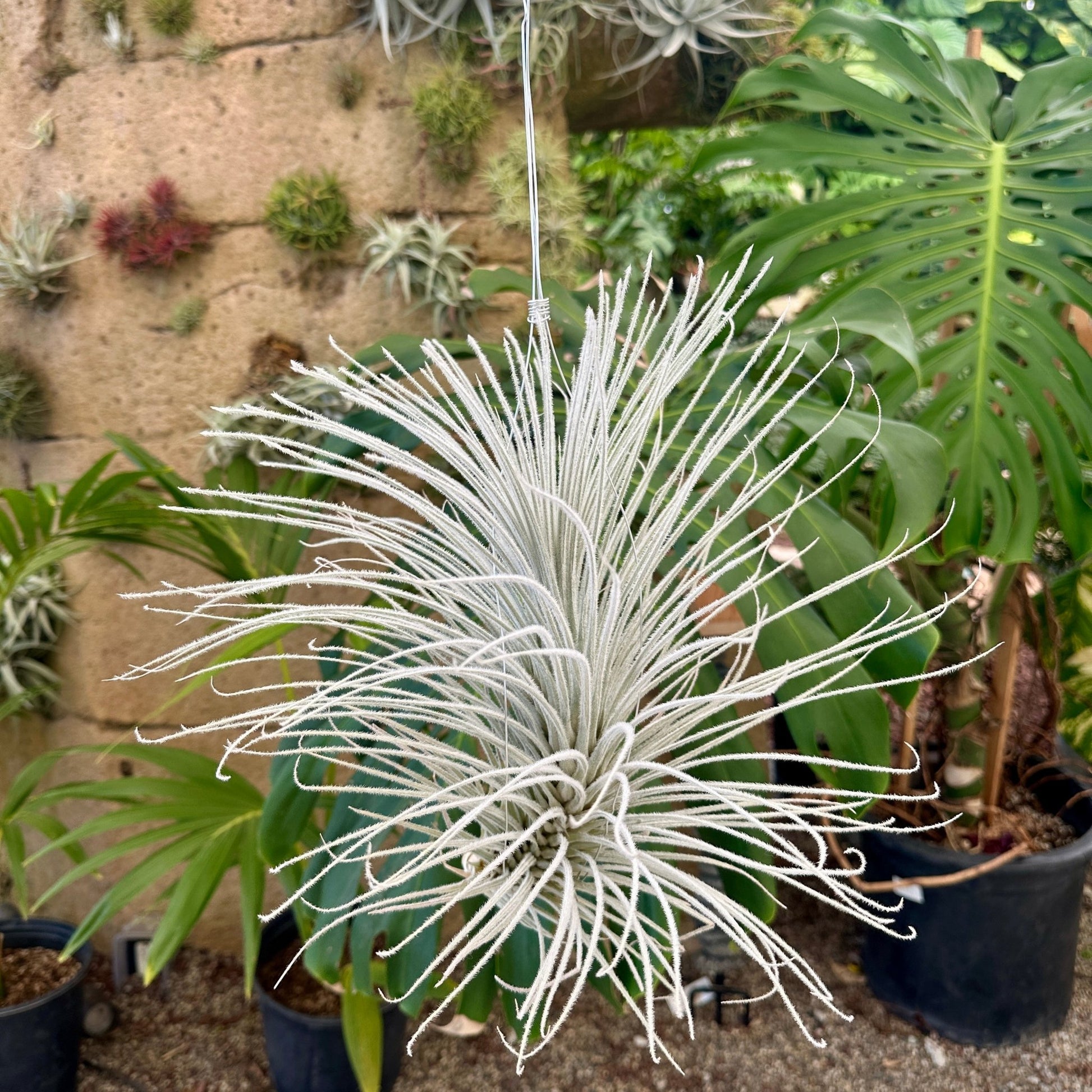 Specimen 6, One Available - Rainforest Flora