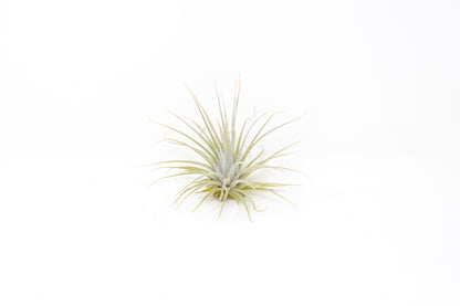 Tillandsia 'Here's a Toast'