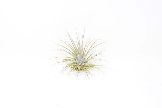 Tillandsia 'Here's a Toast'