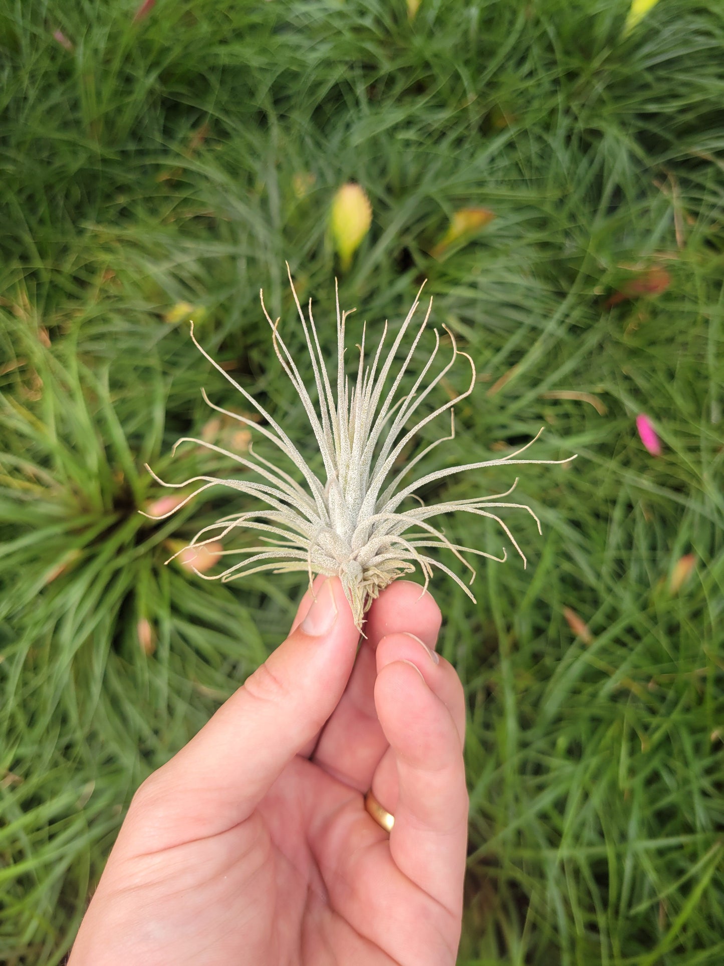 Tillandsia 'Here's a Toast'