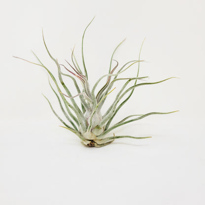 Tillandsia 'Ty'