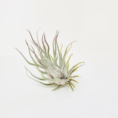 Tillandsia 'Ty'