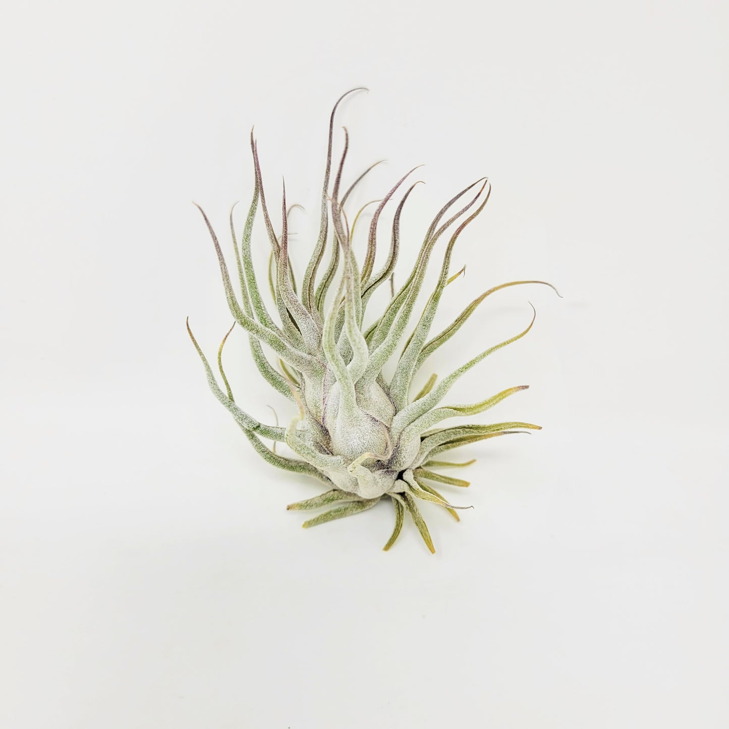 Tillandsia 'Ty'