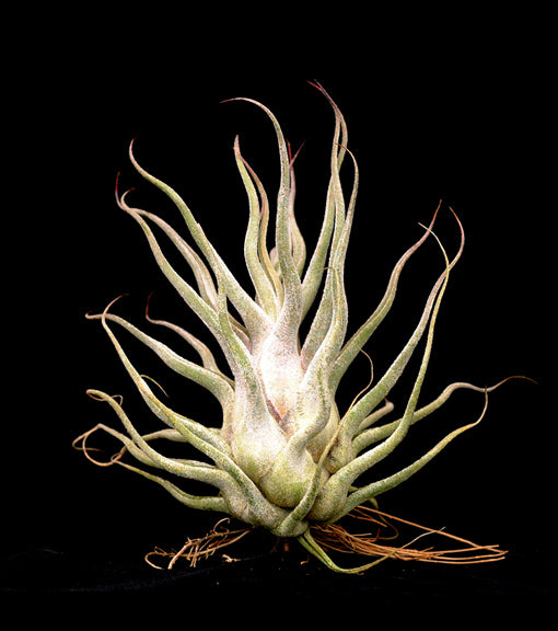 Tillandsia 'Ty'