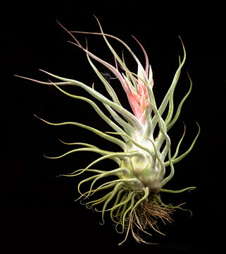 Tillandsia 'Ty'