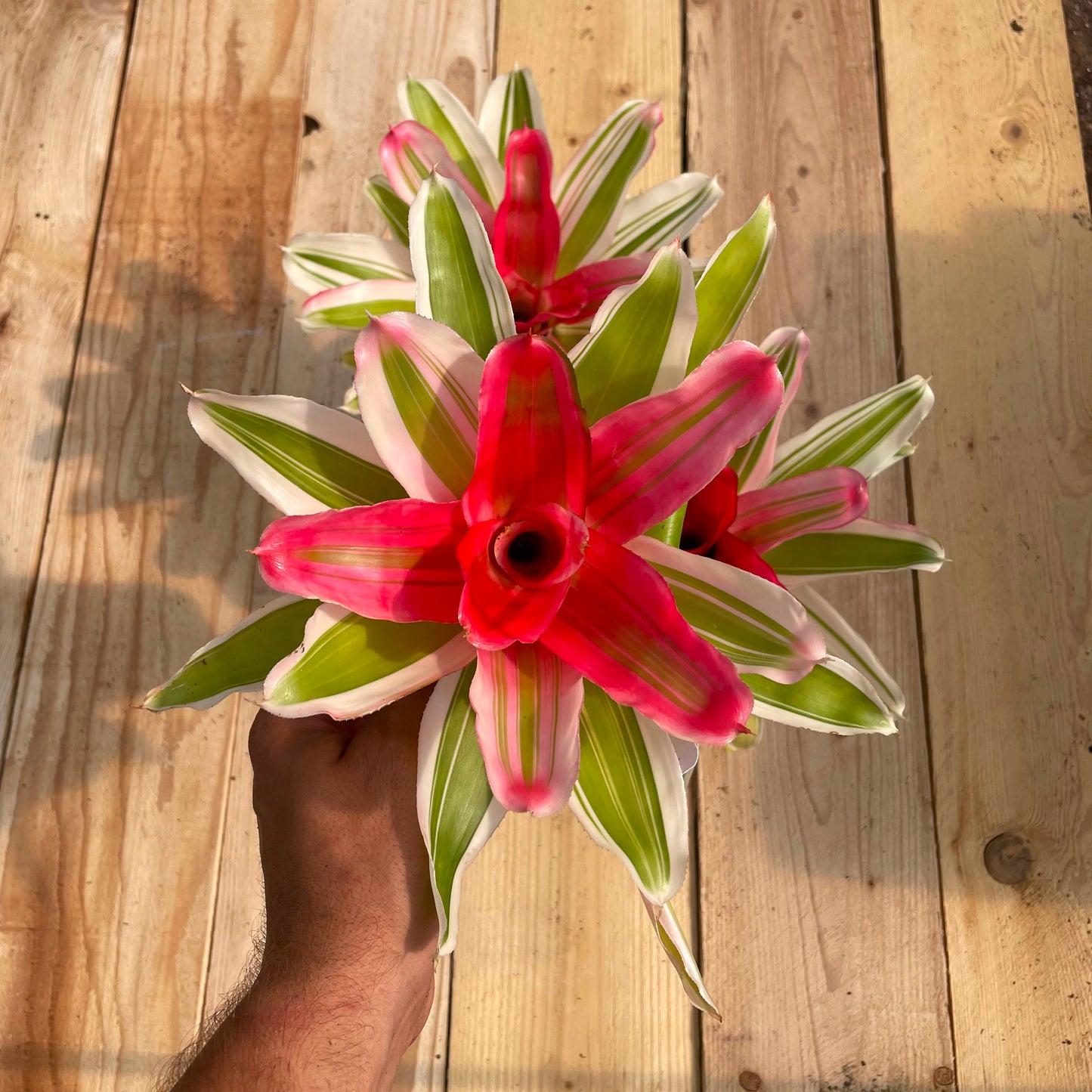 Neoregelia 'Van Durme'
