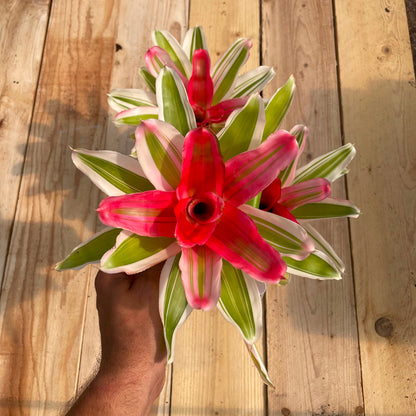 Neoregelia 'Van Durme'