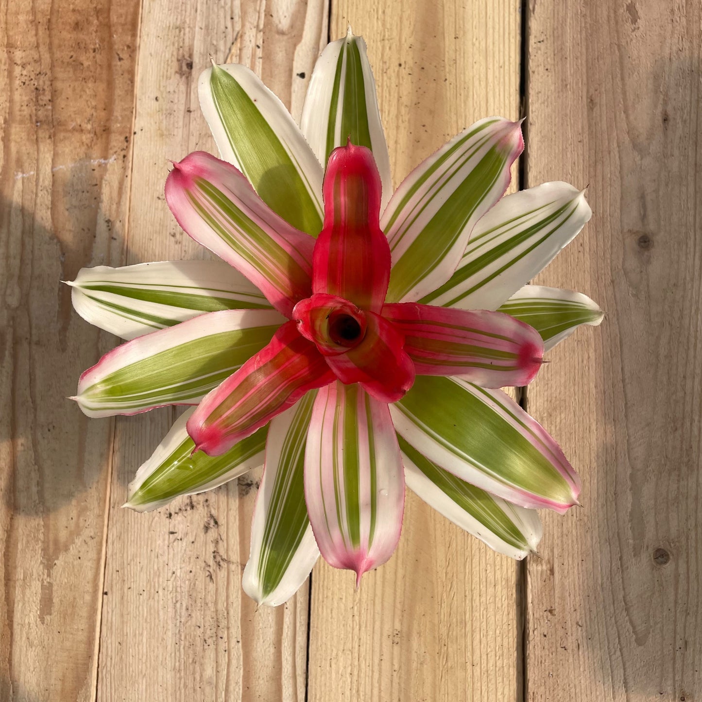 Neoregelia 'Van Durme'