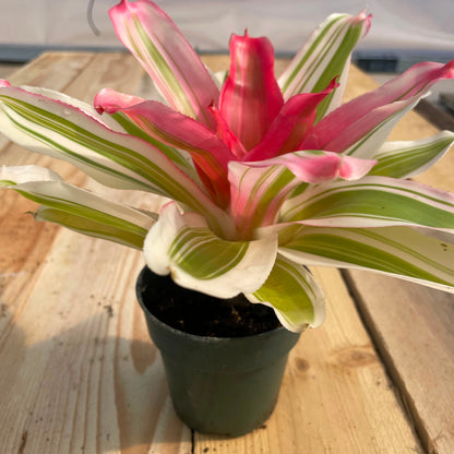 Neoregelia 'Van Durme'