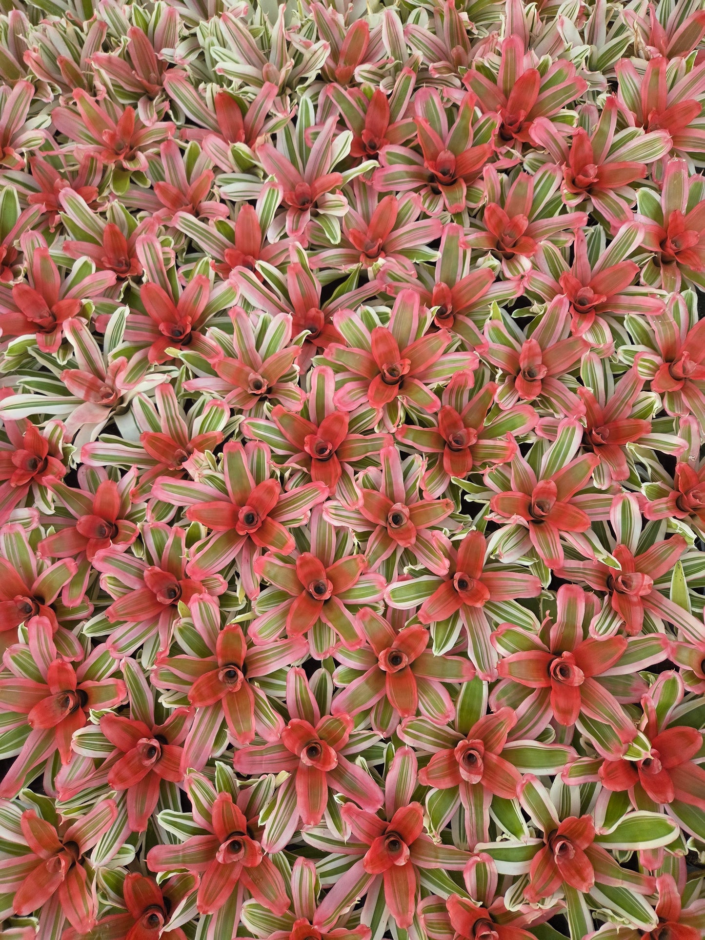 Neoregelia 'Van Durme'