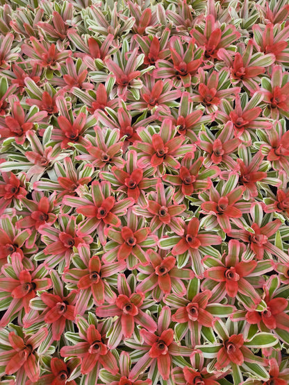 Neoregelia 'Van Durme'