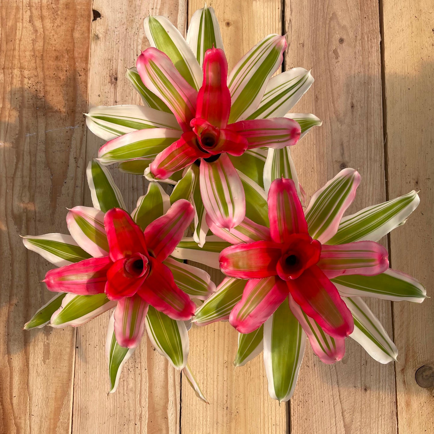 Neoregelia 'Van Durme'