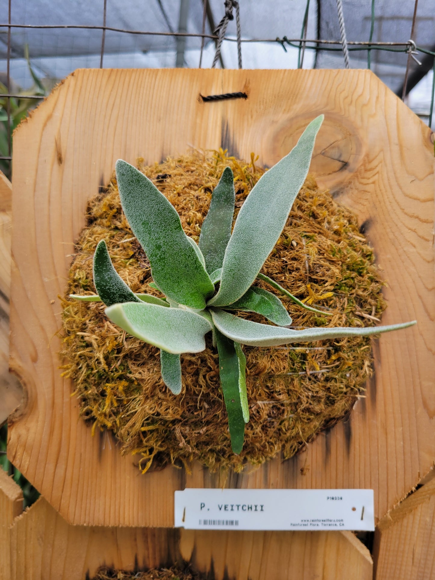 Platycerium veitchii (Staghorn fern)