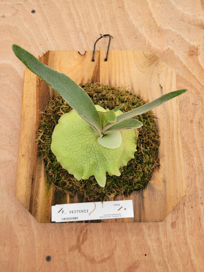 Platycerium veitchii (Staghorn fern)