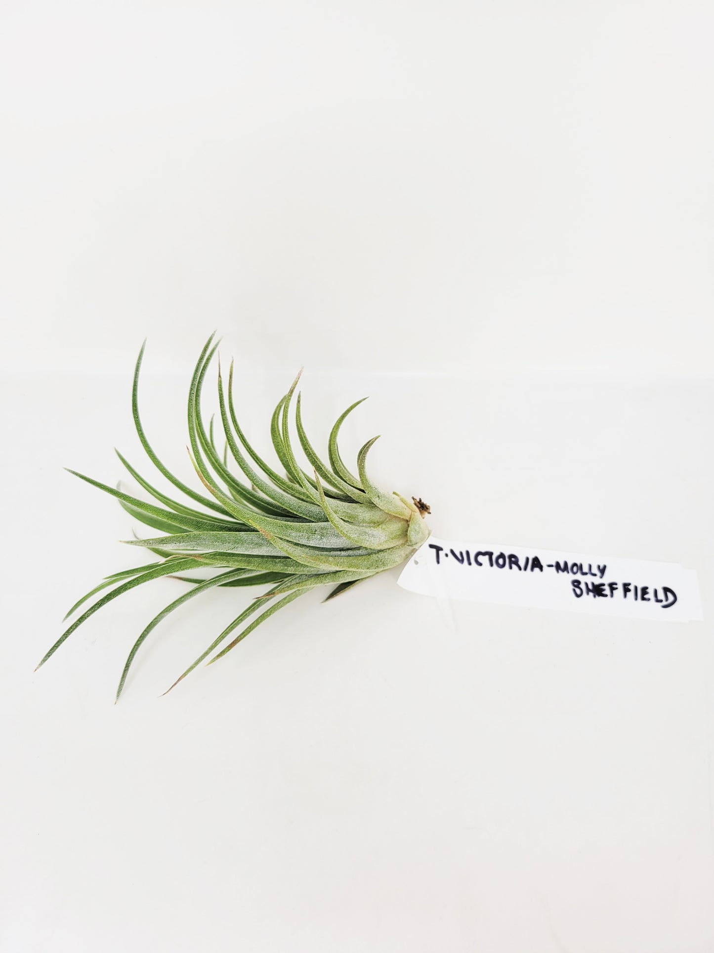 Tillandsia 'Victoria Molly Sheffield'