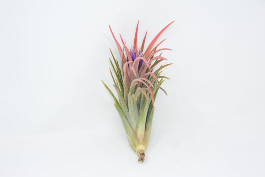 Tillandsia 'Victoria Molly Sheffield'