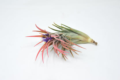 Tillandsia 'Victoria Molly Sheffield'