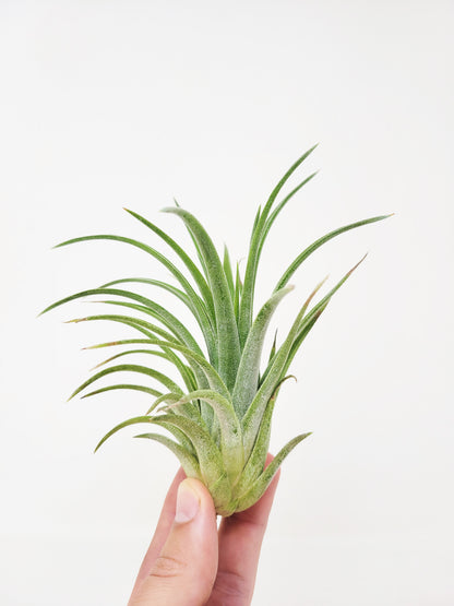 Tillandsia 'Victoria Molly Sheffield'