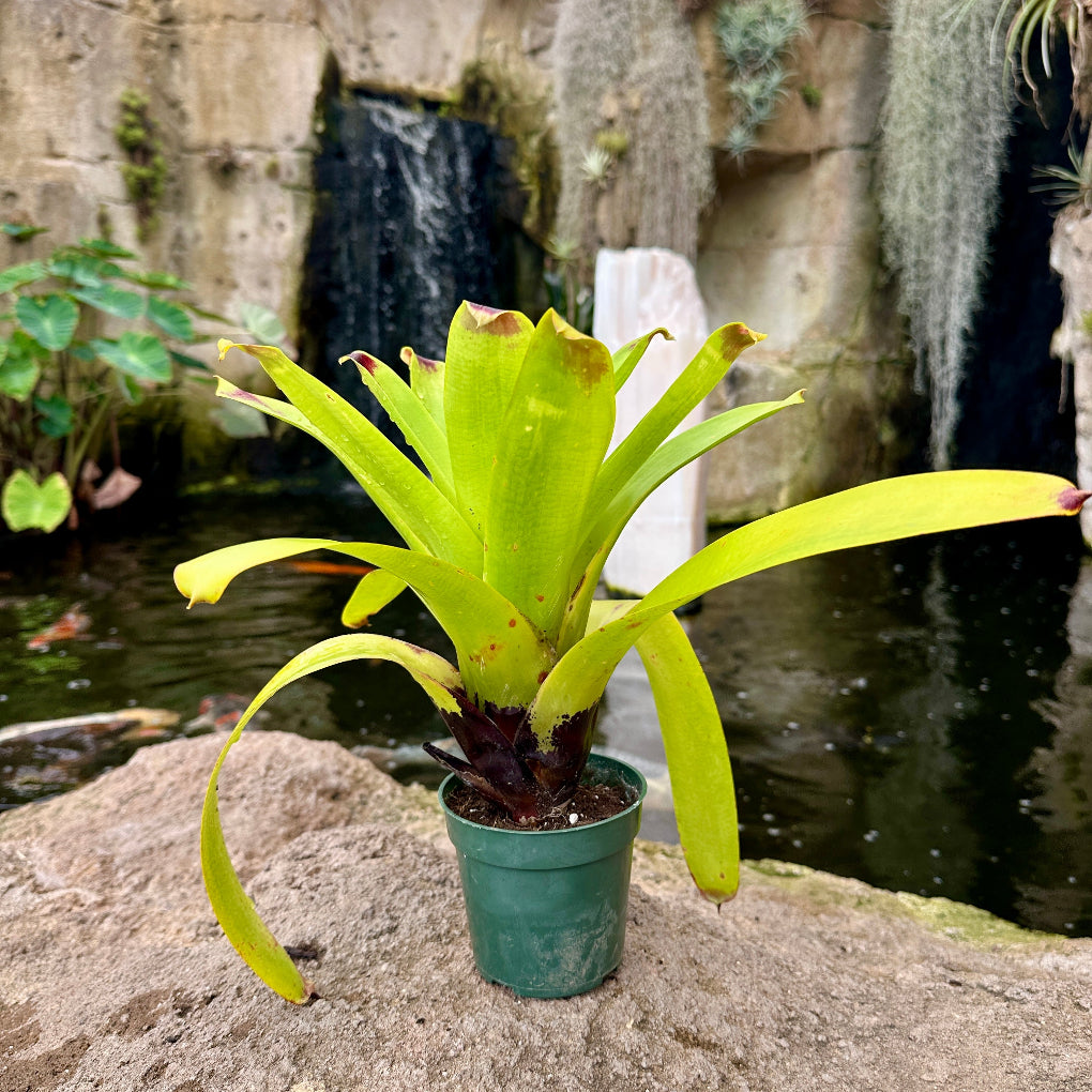 Vriesea philippocoburgii