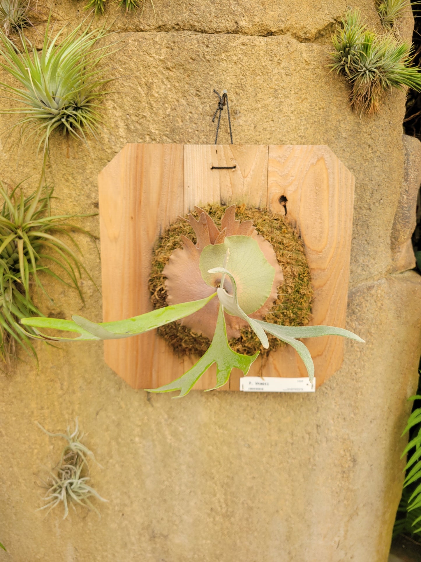 Platycerium wandae (Staghorn fern)