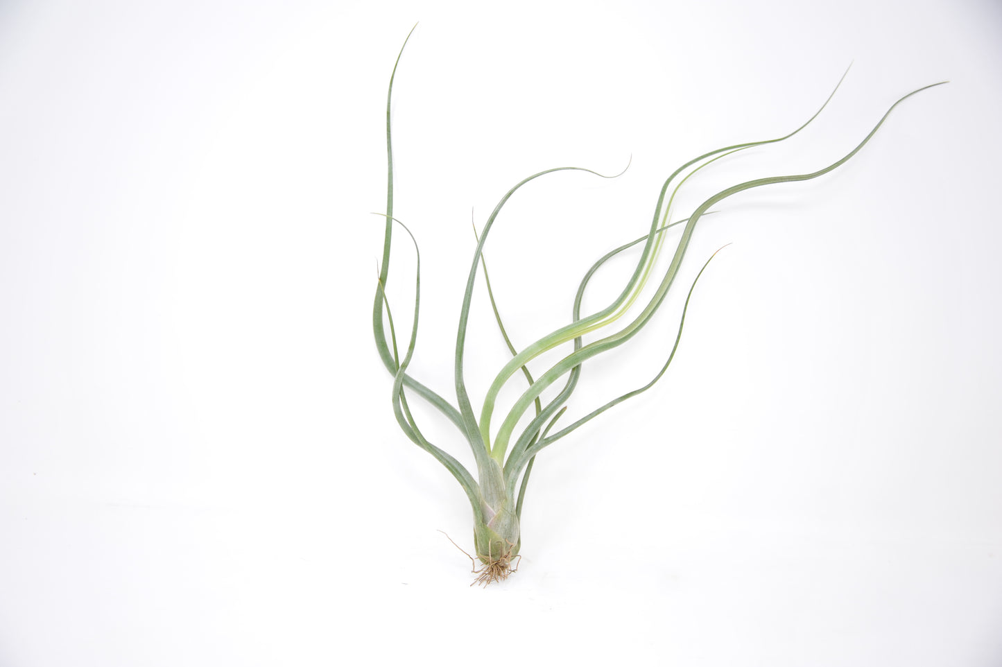 Tillandsia 'Wavy Wonder'