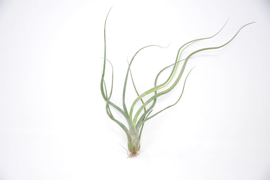 Tillandsia 'Wavy Wonder'