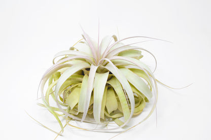 Tillandsia xerographica