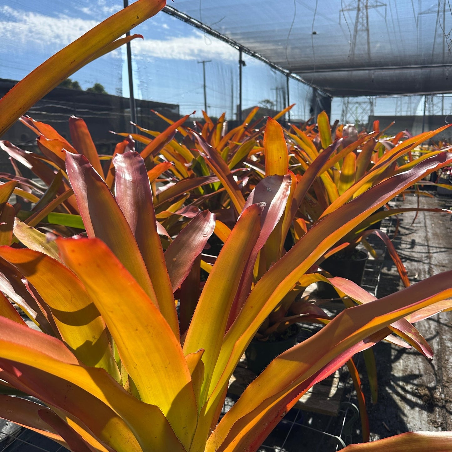 Aechmea blanchetiana - Rainforest Flora