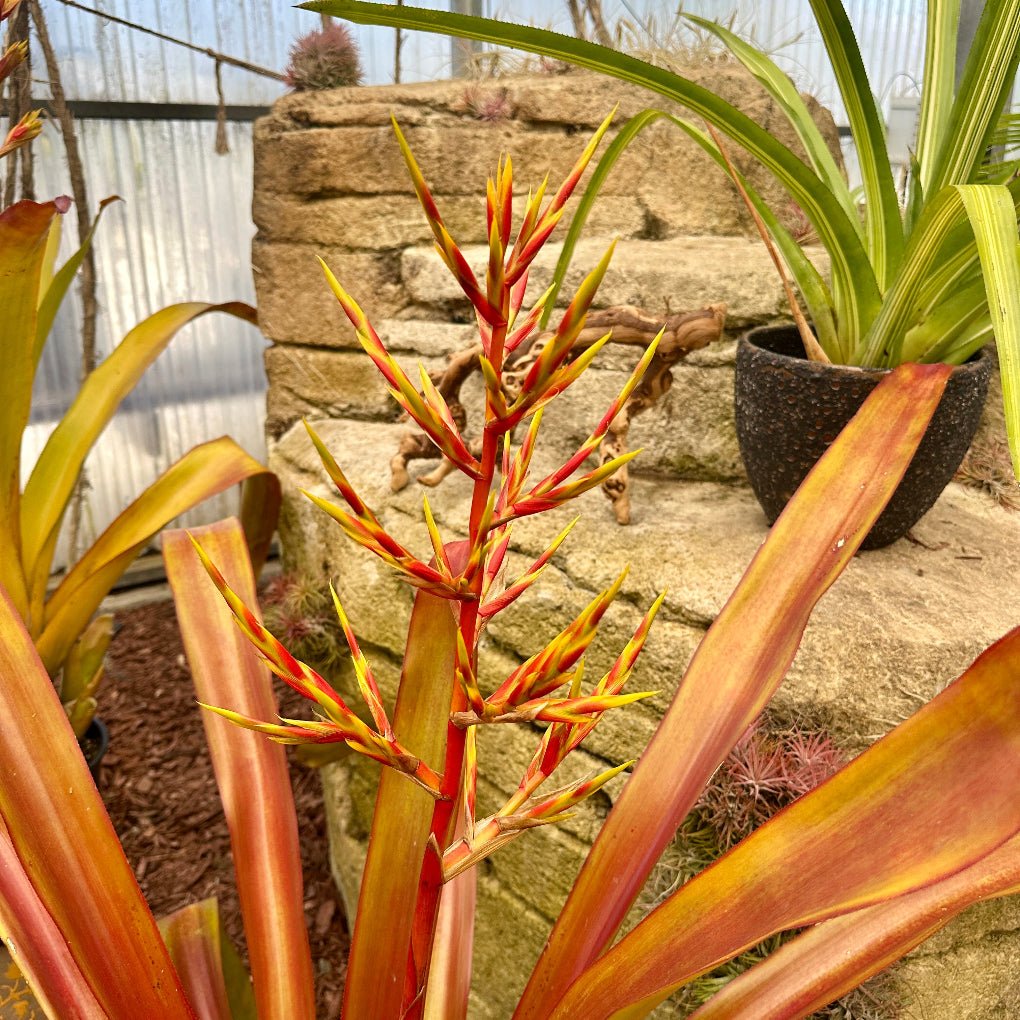 Aechmea blanchetiana - Rainforest Flora