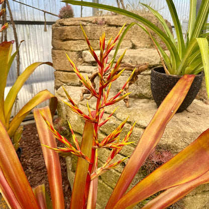 Aechmea blanchetiana - Rainforest Flora