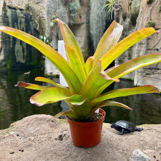Aechmea blanchetiana - Rainforest Flora