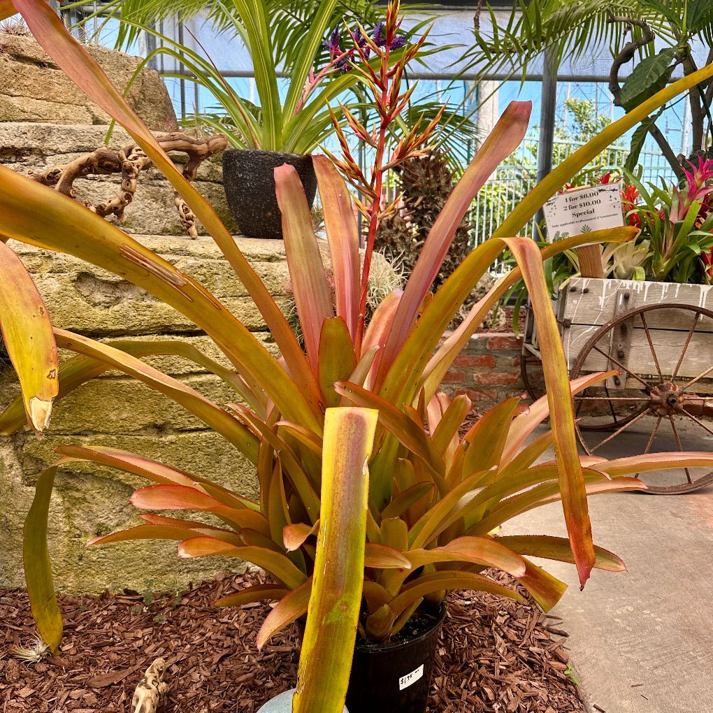 Aechmea blanchetiana - Rainforest Flora