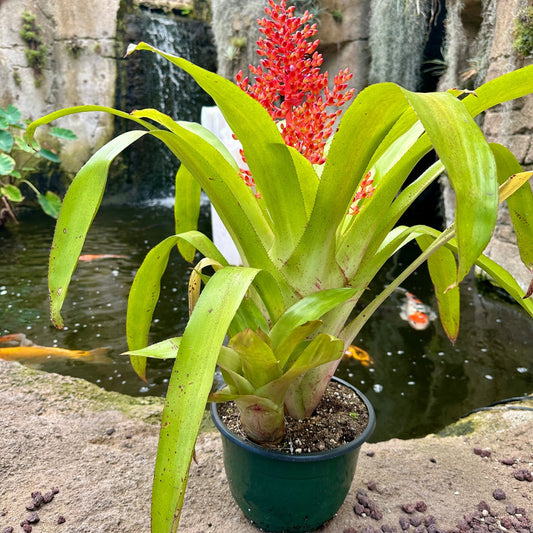 Aechmea ‘Burning Bush’ (A. fulgens x A. ramosa) - Rainforest Flora