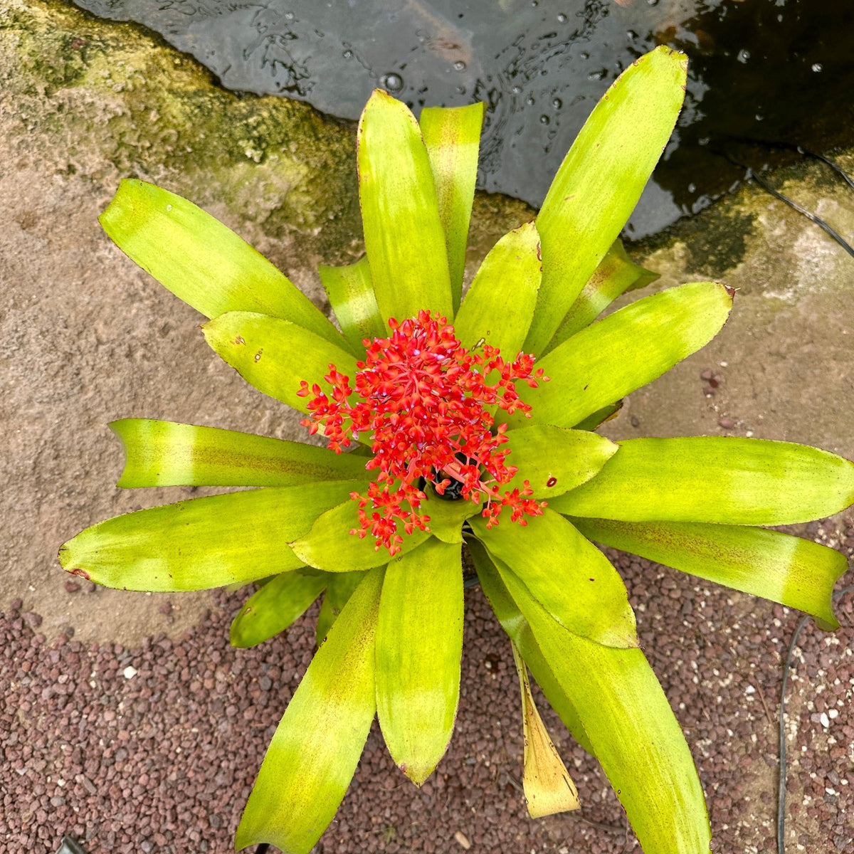 Aechmea ‘Burning Bush’ (A. fulgens x A. ramosa) - Rainforest Flora