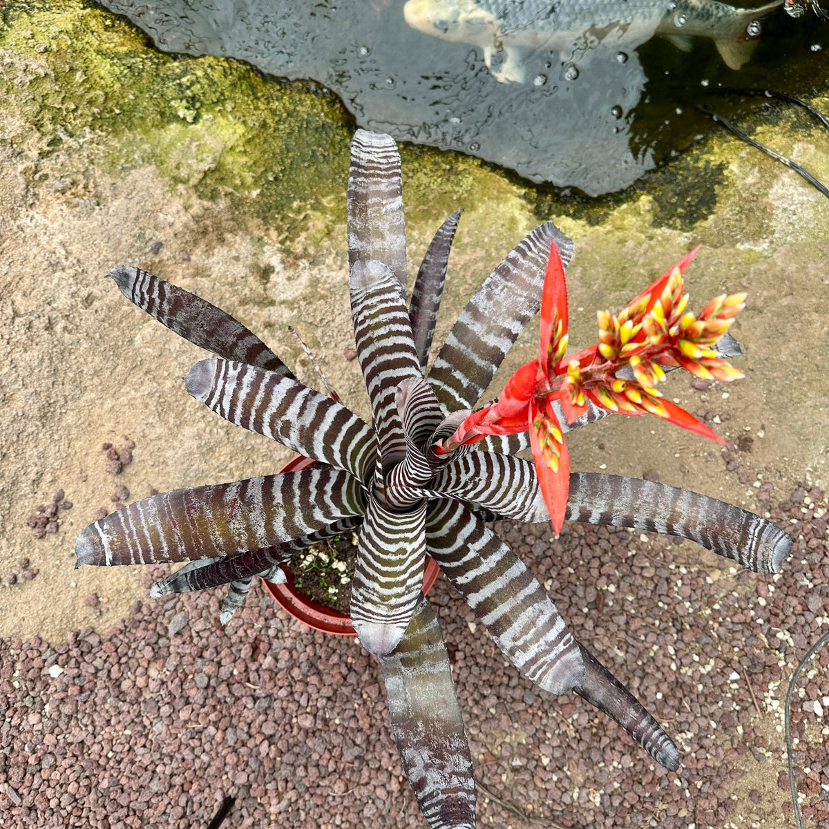 Aechmea chantinii ‘Black’ - Rainforest Flora