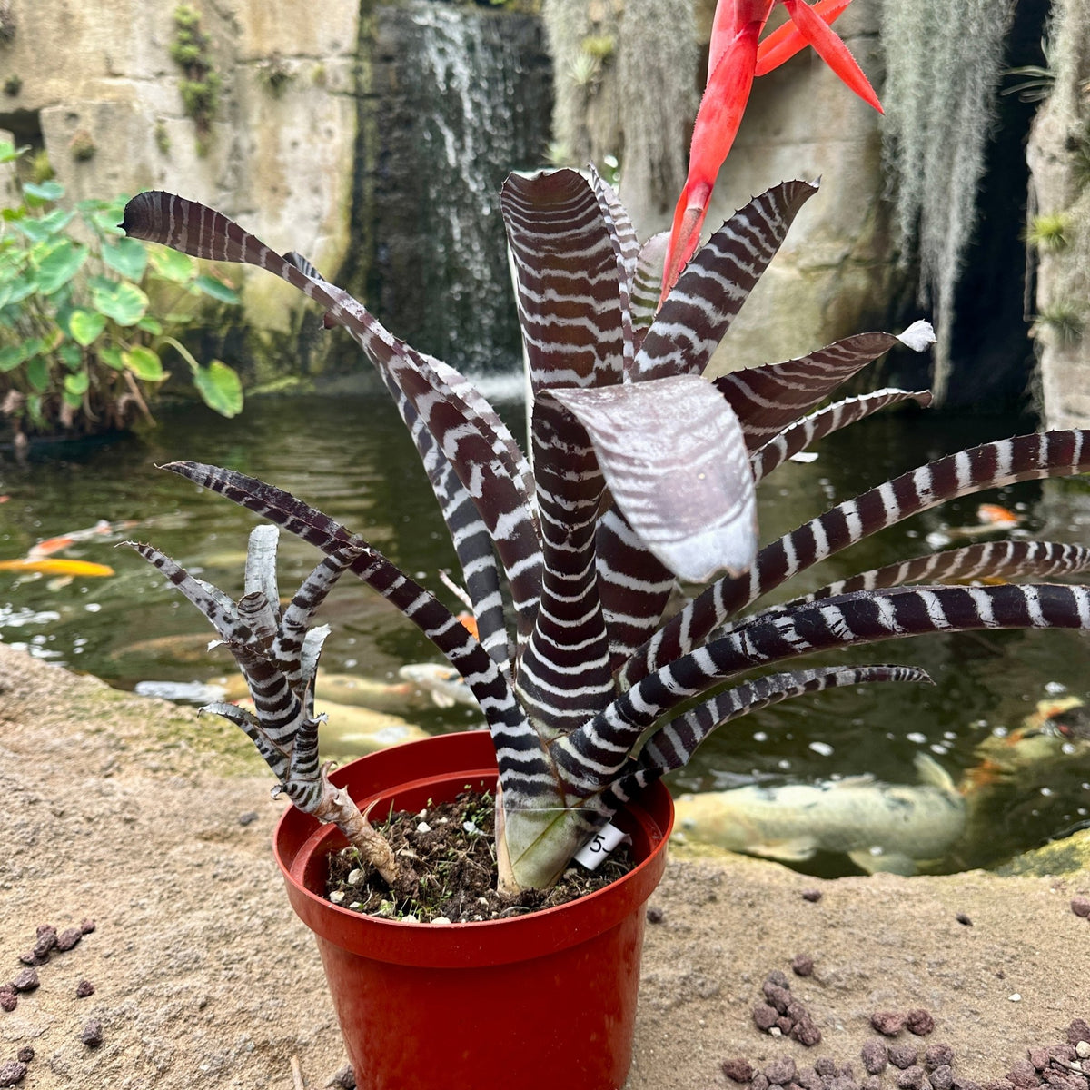 Aechmea chantinii ‘Black’ - Rainforest Flora