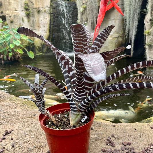 Aechmea chantinii ‘Black’ - Rainforest Flora