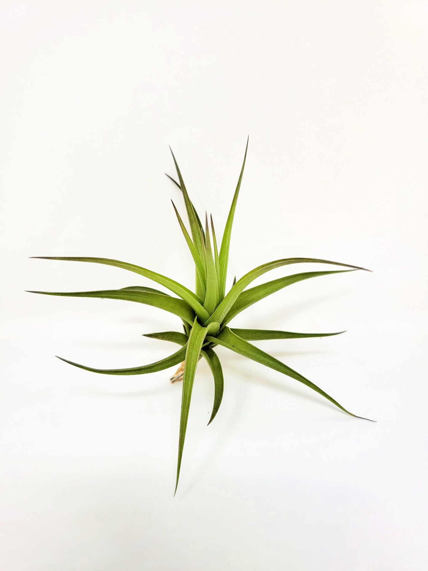 Tillandsia aeranthos