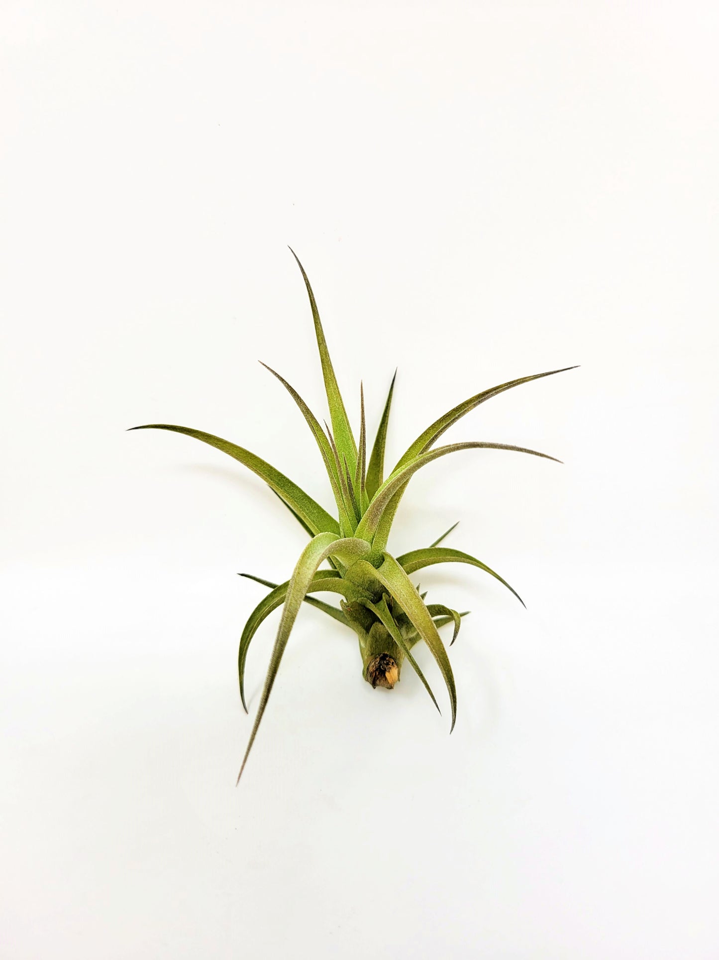 Tillandsia aeranthos