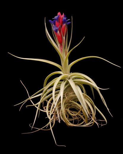 Tillandsia aeranthos