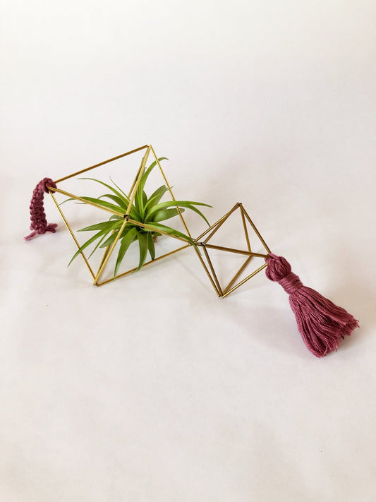 Air Plant Himmeli Workshop (1.5 hours) with Stacy Wong - Rainforest Flora