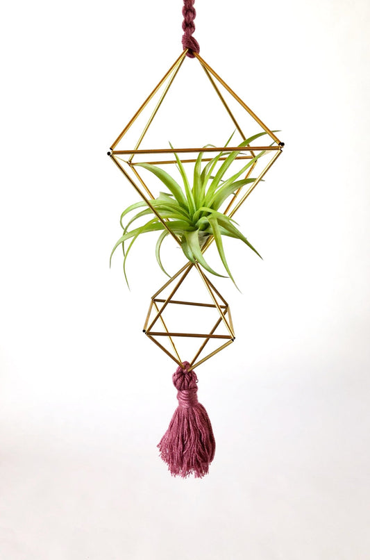 Air Plant Himmeli Workshop (1.5 hours) with Stacy Wong - Rainforest Flora