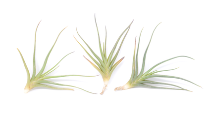 Tillandsia albertiana