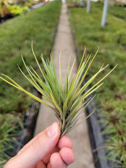 Tillandsia tenuifolia 'Albino'